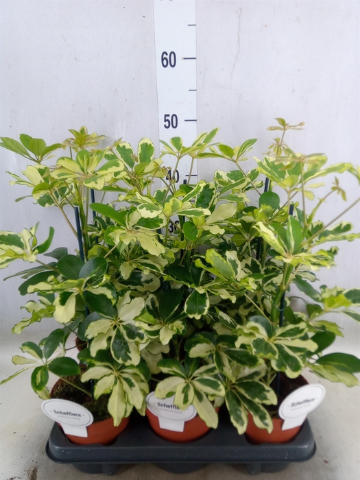 <h4>Schefflera arbor. 'Charlotte'</h4>