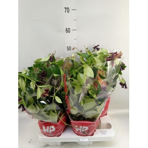 Aeschynanthus  'Mona Lisa'