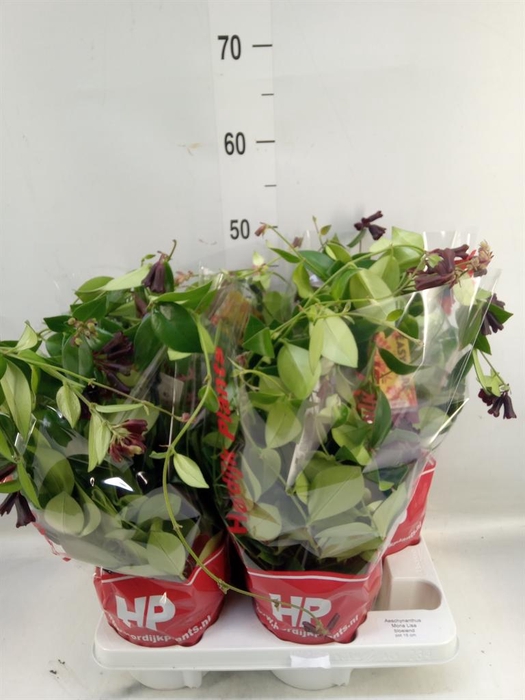 <h4>Aeschynanthus 'Mona Lisa'</h4>