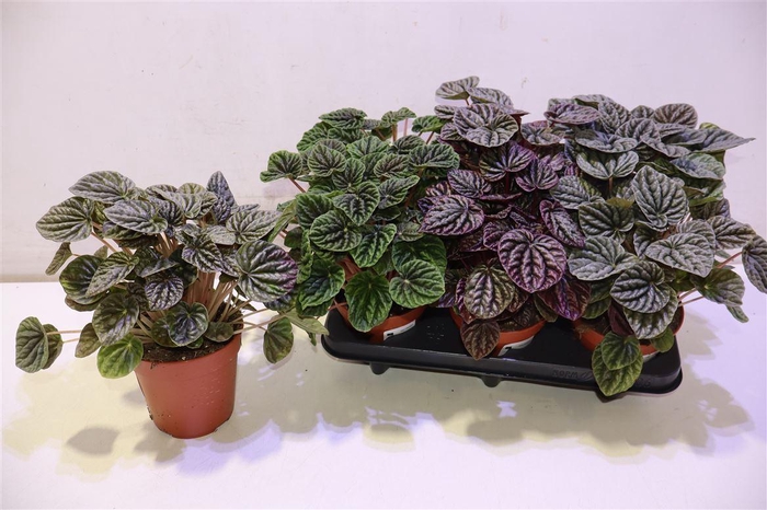 <h4>arr8 Pep Ca Gem</h4>