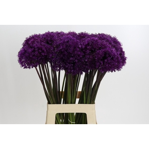 Allium Purple Sensation