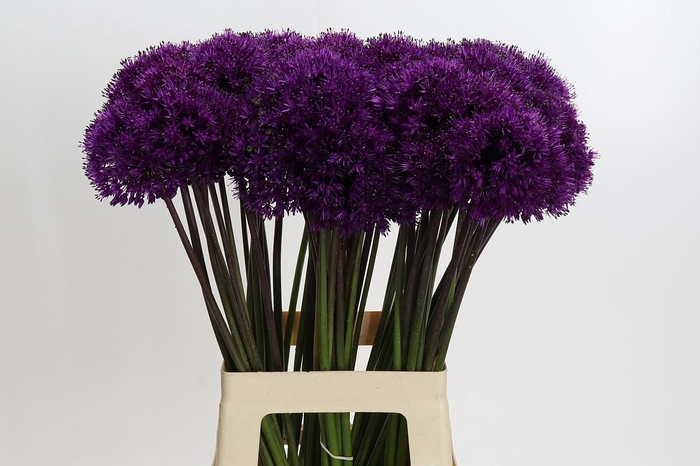 <h4>Allium Purple Sensation</h4>