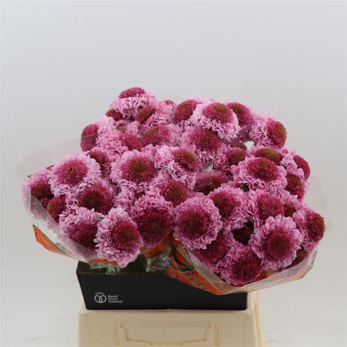 Scabiosa atropurpurea Focal Scoop Popsicle