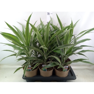 Dracaena fr de 'Warneckei'