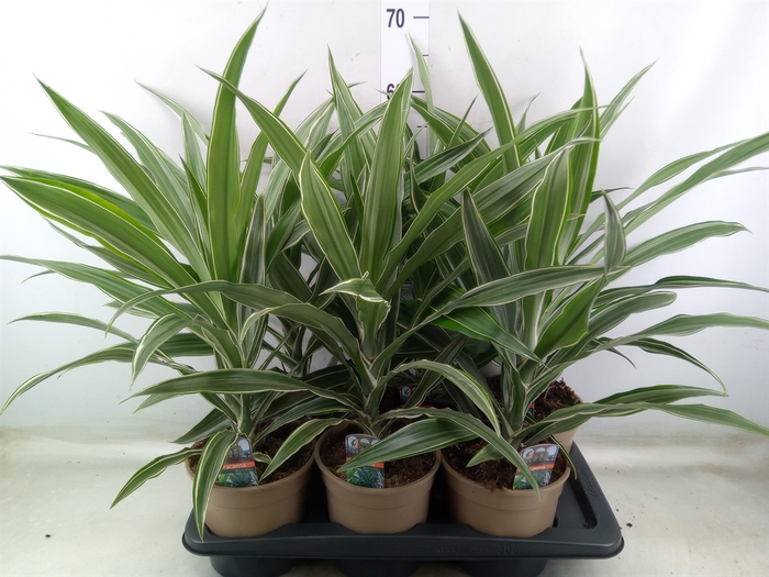 <h4>Dracaena fr de 'Warneckei'</h4>