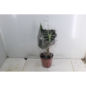 ALOCASIA POLLY P17
