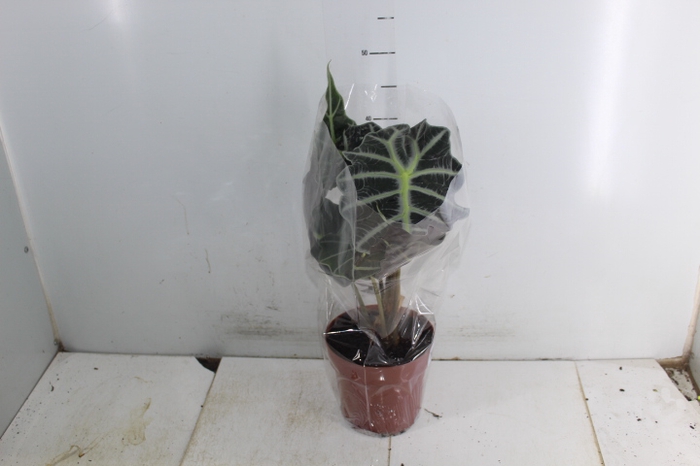 ALOCASIA POLLY P17