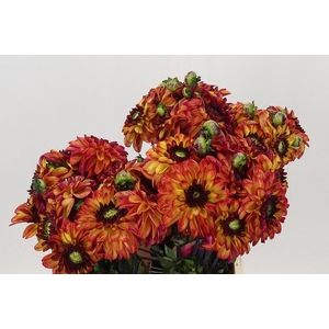 Dahlia Ding A Dong