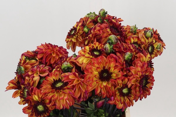 <h4>Dahlia Ding A Dong</h4>