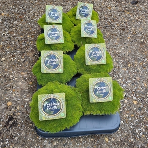 Vaste planten overig