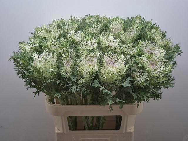 <h4>BRASS CRANE KING</h4>