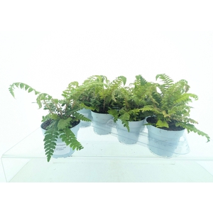 POLYSTIC POLYBLEPHAR