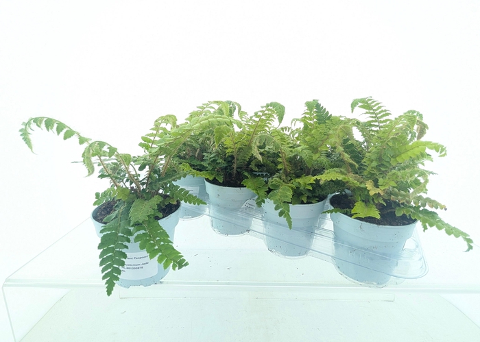 <h4>POLYSTIC POLYBLEPHAR</h4>