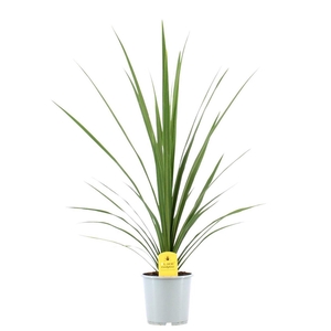 Cordyline Australis Verde / Peko - 17cm