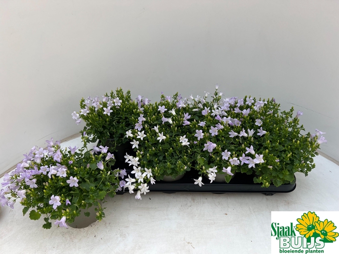 <h4>CAMP POR KANE</h4>