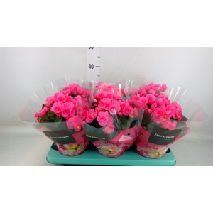 Begonia elat. HL 'Adonia Pink'