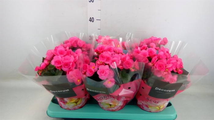 <h4>Begonia elat. HL 'Adonia Pink'</h4>