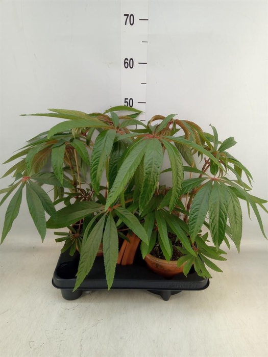 <h4>Begonia BD   ...</h4>