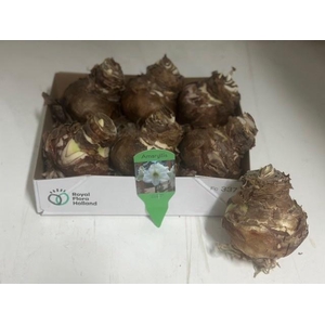 BLOEMBOL HIPPEASTRUM