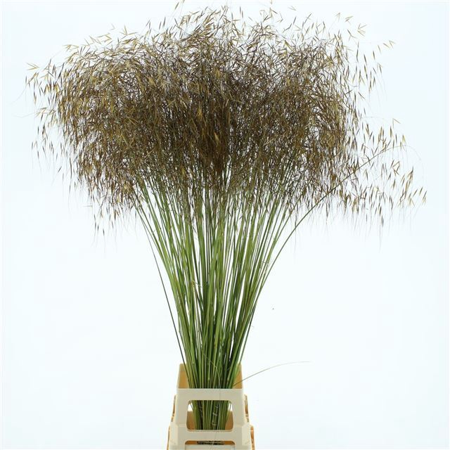 STIPA GIGANTEA