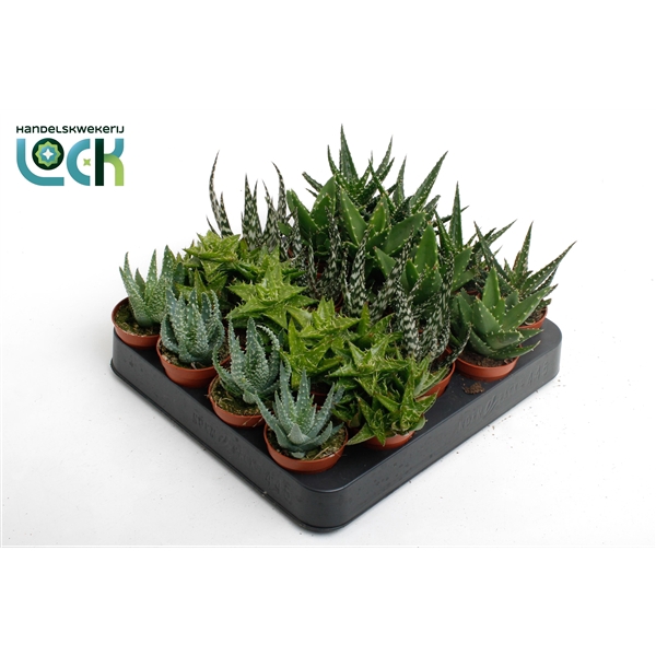 <h4>Aloe Mix</h4>
