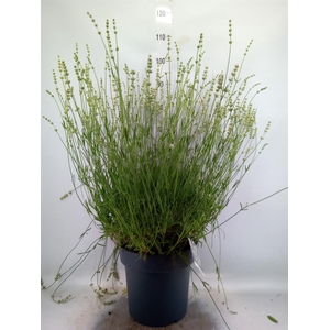 Lavandula interm.