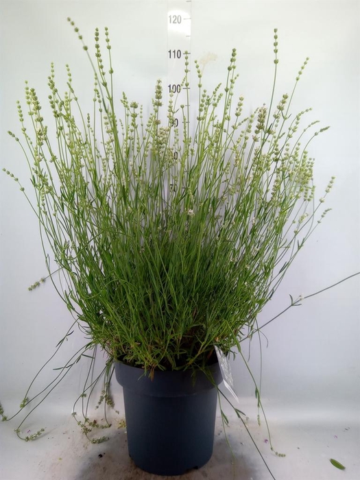 <h4>Lavandula interm.</h4>