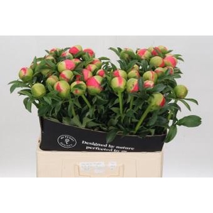 Paeonia Coral Sunset