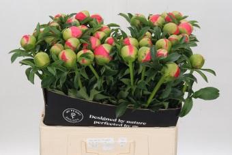 <h4>Paeonia Coral Sunset</h4>