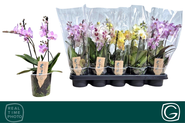 <h4>PHAL MF GEM 3 KL</h4>