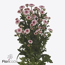 Chrys sa madiba bico tyolo