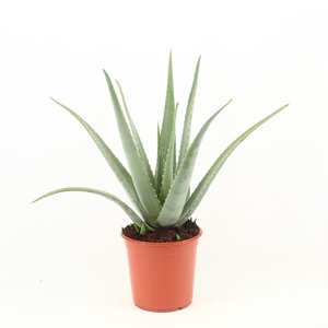 Aloe Vera P24 zonder kwekersetiket