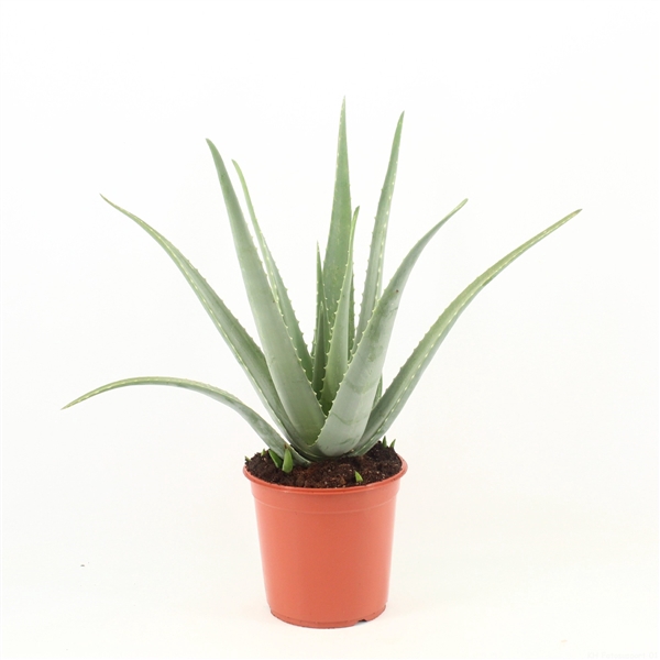 <h4>Aloe Vera P24 zonder kwekersetiket</h4>