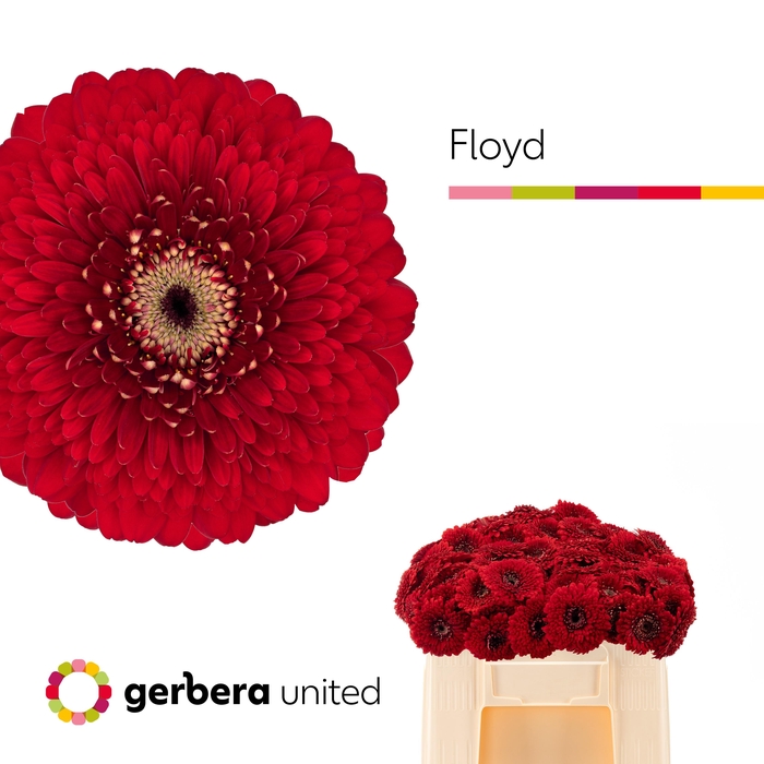 <h4>GE MB POM FLOYD</h4>