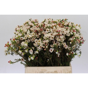 Chamelaucium Moonlight Delight