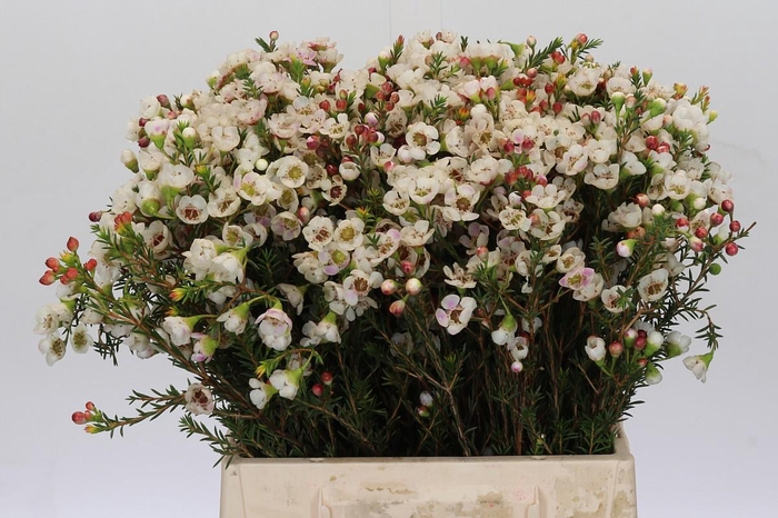 <h4>Chamelaucium Moonlight Delight</h4>