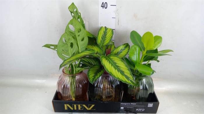 <h4>Planten  ..mix</h4>