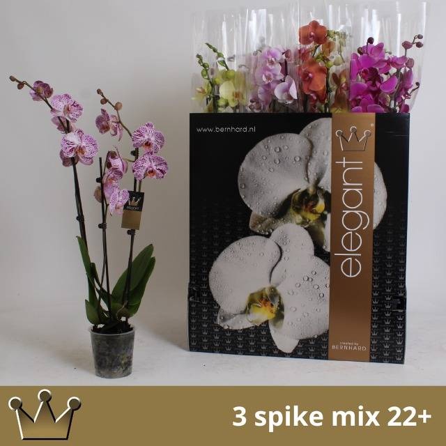 <h4>PHAL GEM 7 KL</h4>