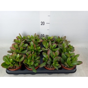 Crassula ovata