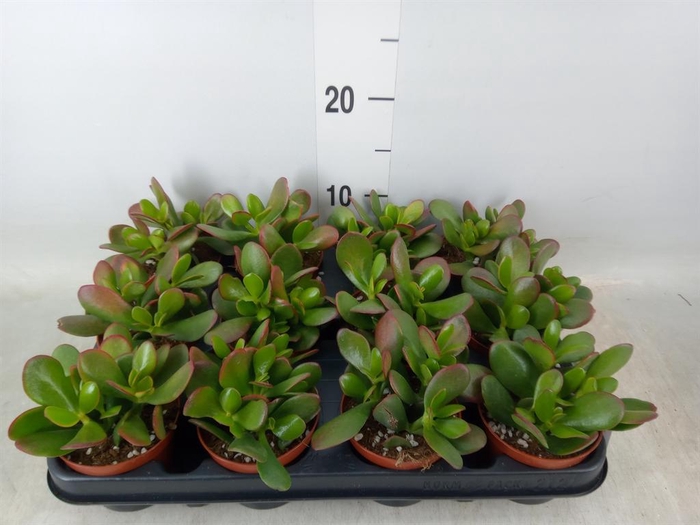 <h4>Crassula ovata</h4>