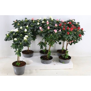 RHODO OV