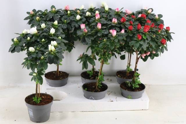 <h4>RHODO OV</h4>
