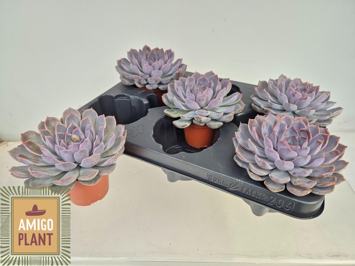 <h4>ECHEV SUMMER</h4>