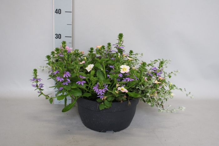 <h4>Schaal 26 Mix 07 Calibrachoa, Helichrysum, Scaevola, Petunia</h4>