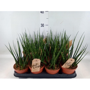 Sansevieria 'Fernwood'