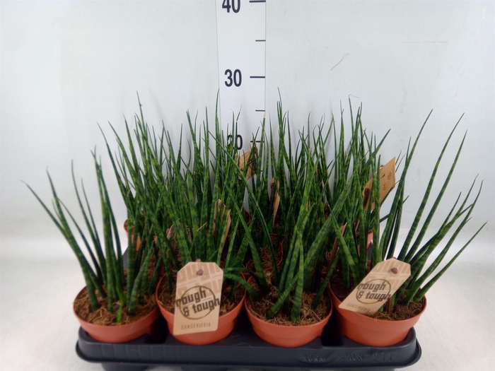 <h4>Sansevieria  'Fernwood'</h4>