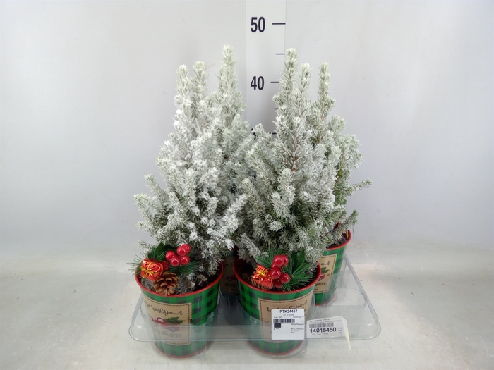 <h4>Picea glauca 'Conica'</h4>