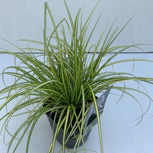 Graminées Carex 'Eversheen'