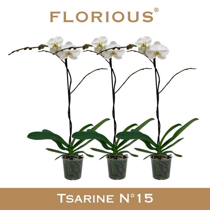 <h4>Phalaenopsis overig wit</h4>