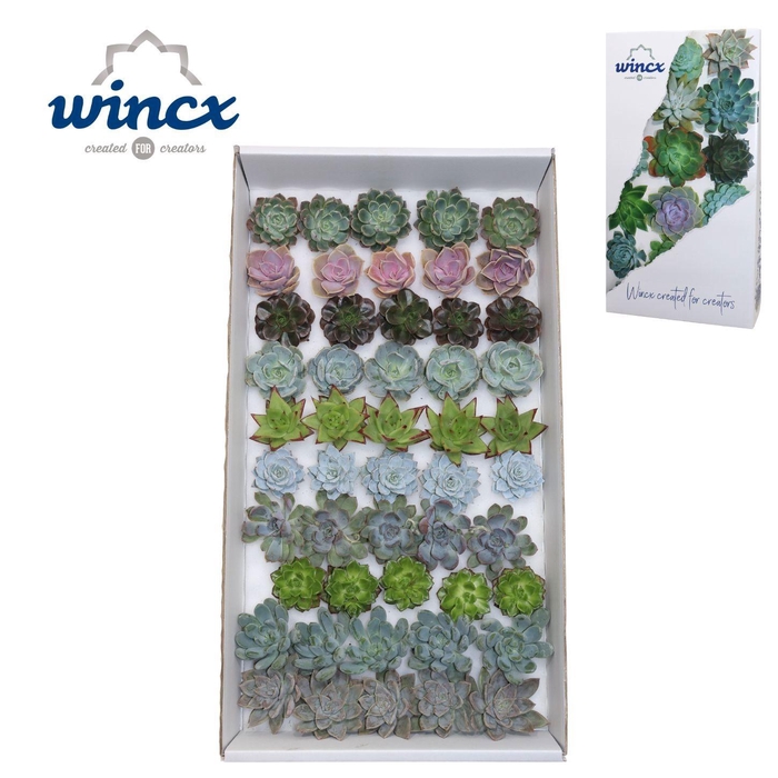 <h4>ECHEVERIA OV</h4>